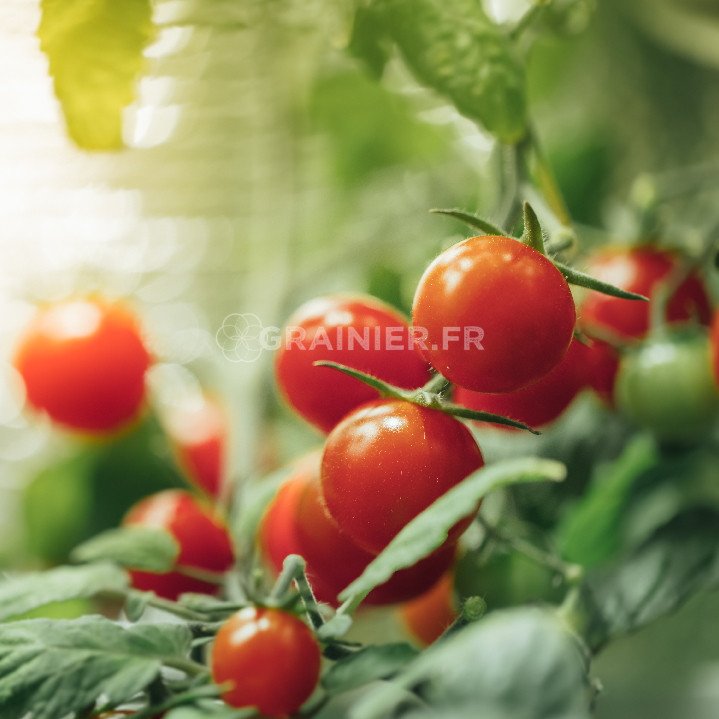 Cherry tomato image